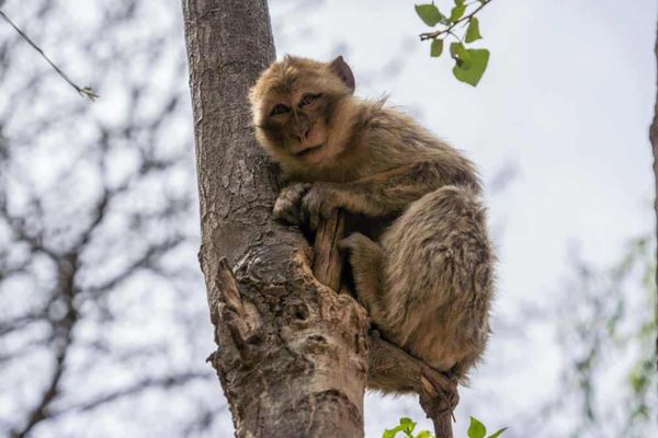 Ouzoud Waterfalls Day Trip from Marrakech