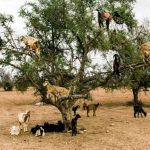 Visit Morocco tours (5)